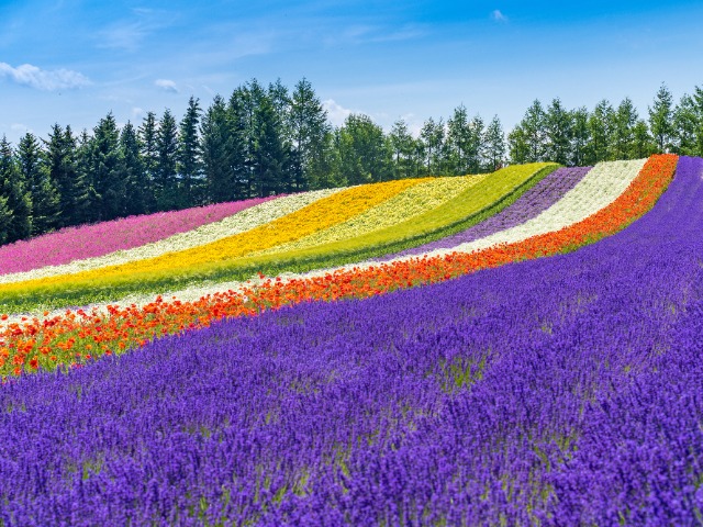 画像: 【北海道発】富良野・美瑛ツアー・旅行│クラブツーリズム