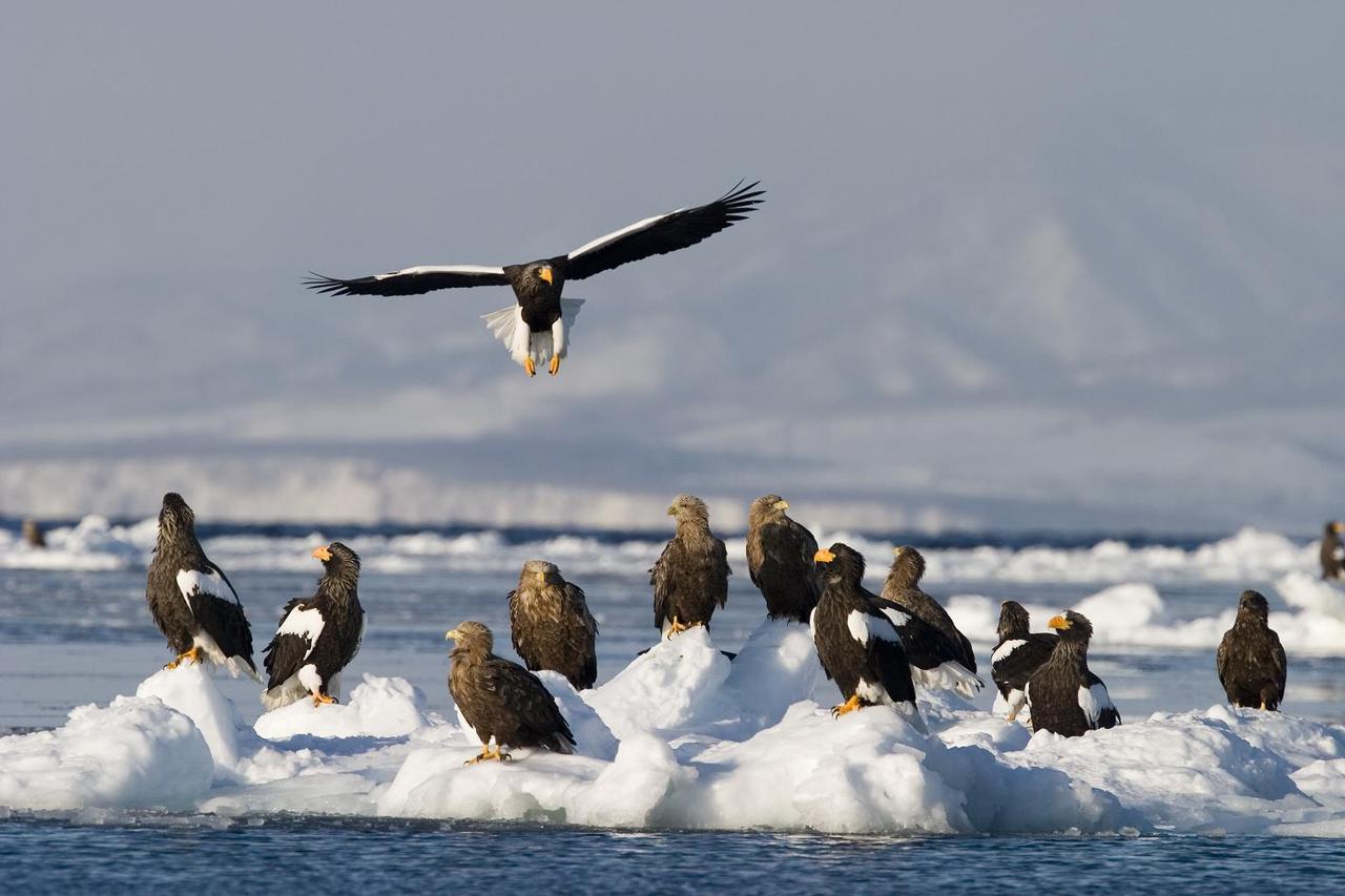 画像2: 【北海道観光】冬の道東(釧路、知床、羅臼、野付半島など)で巡りたいおすすめスポット7選!絶景や温泉をたっぷり解説