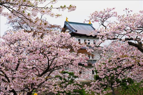 画像: 松前公園（イメージ）※桜の見頃は例年4月中旬～5月中旬