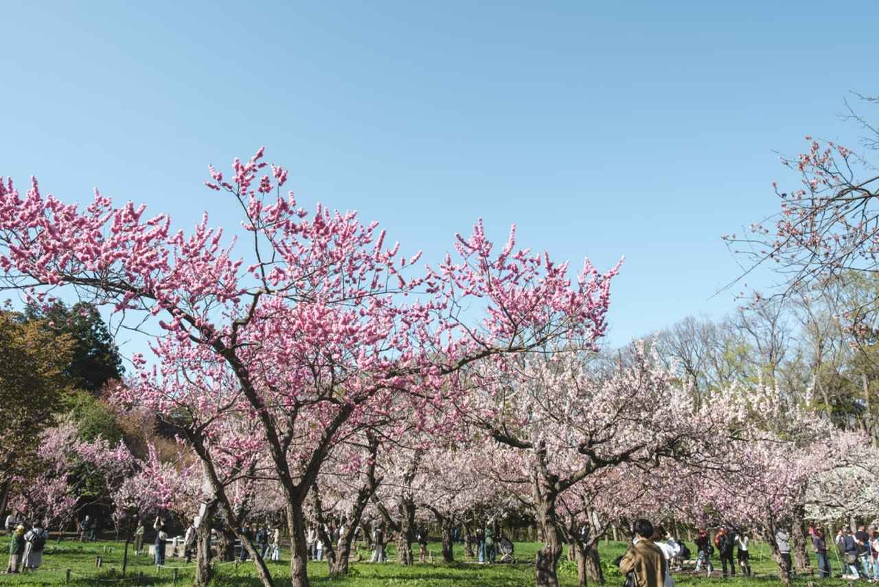 画像: 円山公園（イメージ）※桜の見ごろは例年4月下旬～5月上旬