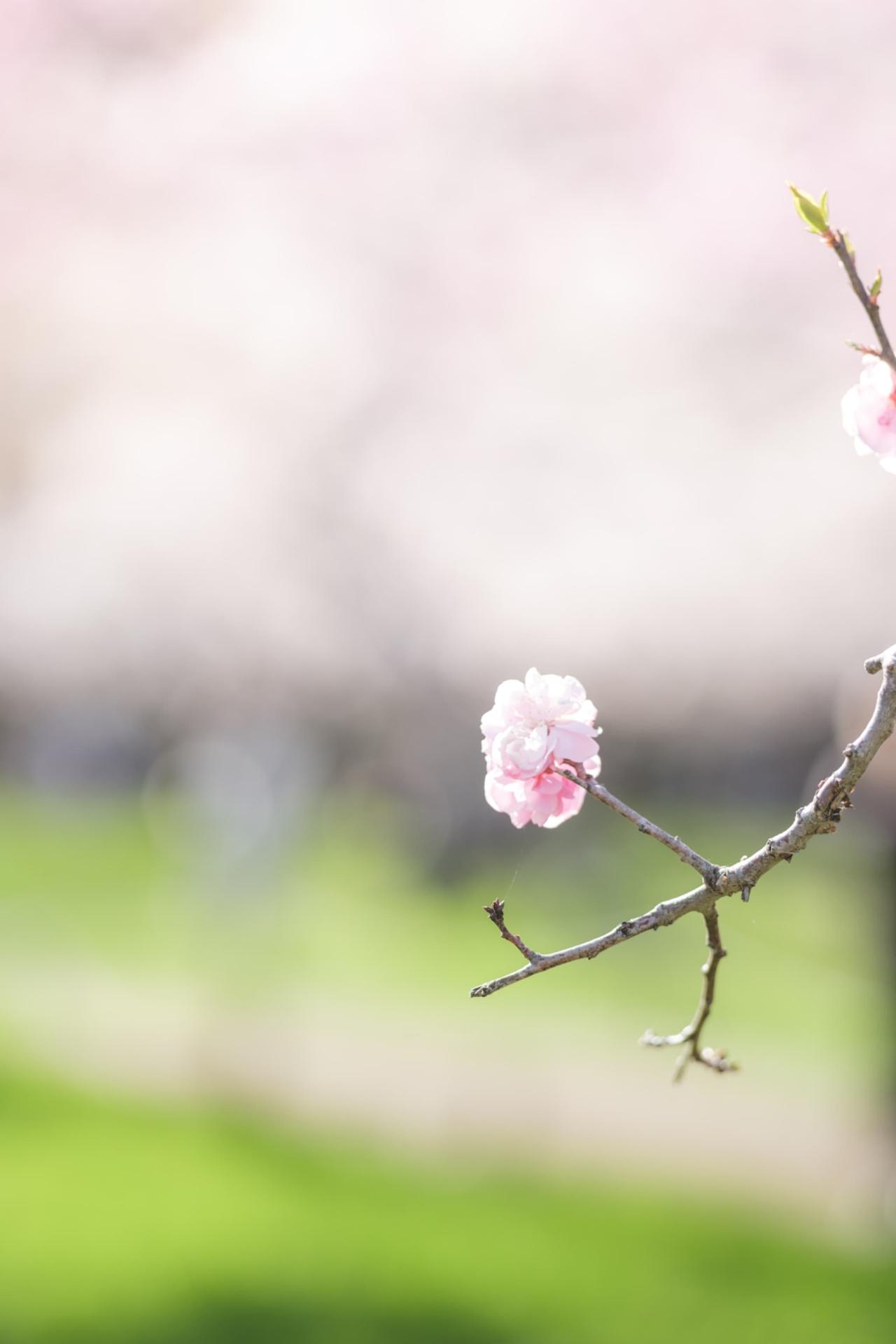 画像2: 【観光ガイド】北海道の桜名所5選！各エリアの見頃や服装も徹底解説