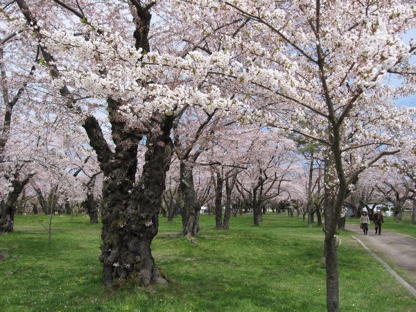画像14: 【観光ガイド】北海道の桜名所5選！各エリアの見頃や服装も徹底解説