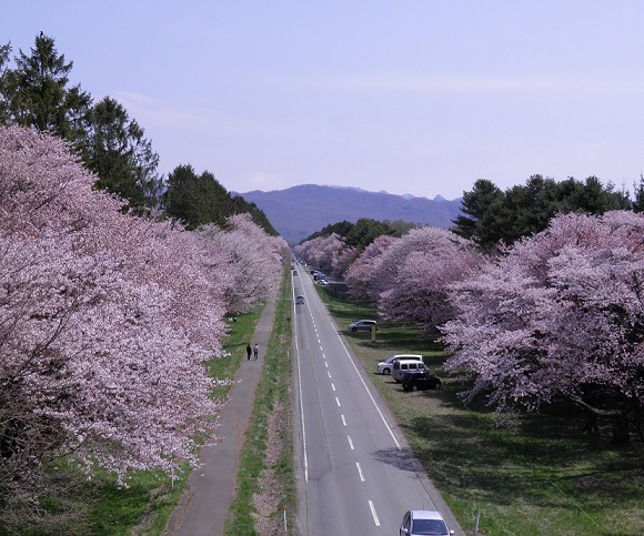 画像: 二十間道路桜並木（イメージ）※桜の見ごろは例年4月下旬～5月上旬