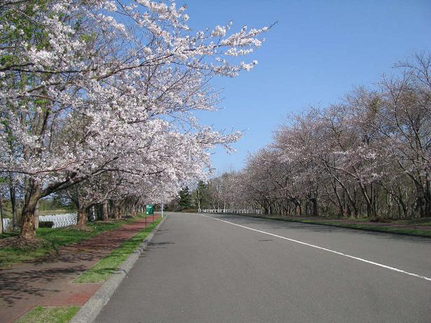 画像: 戸田記念公園（イメージ）※桜の見ごろは4月下旬～5月上旬