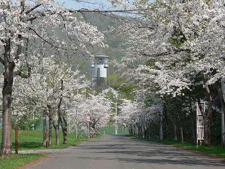 画像: 『戸田記念公園と東明公園の桜と青の洞窟温泉・ピパの湯ゆーりん館入浴』【札幌北口出発】｜クラブツーリズム