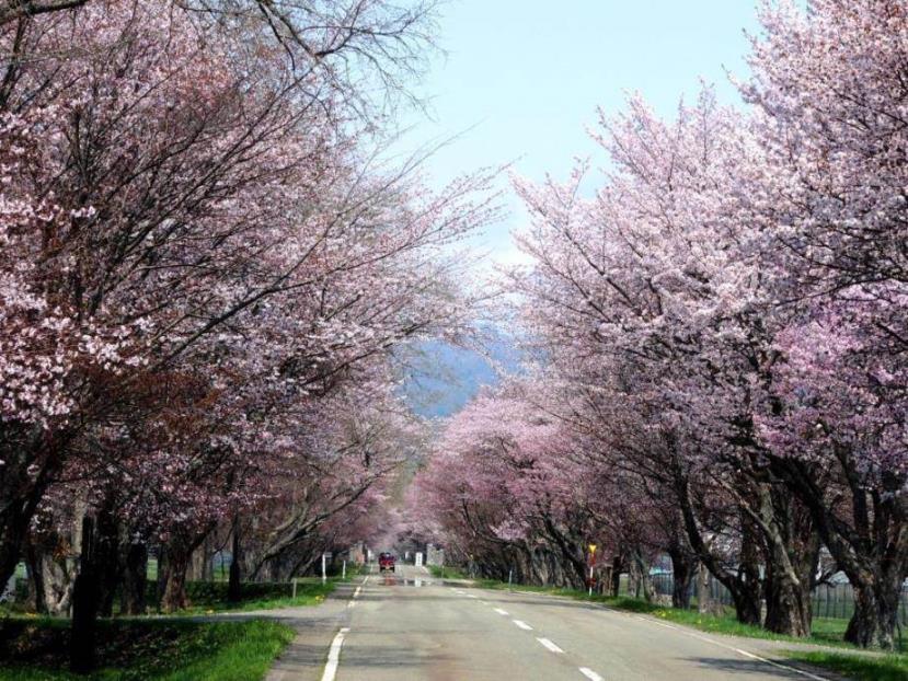 画像: 『静内二十間道路・優駿桜ロード・新得神社・音更神社　十勝・日高 5つの桜めぐりとえりもで食す海鮮丼　2日間　／ホテル大平原宿泊プラン』【札幌北口出発】｜クラブツーリズム