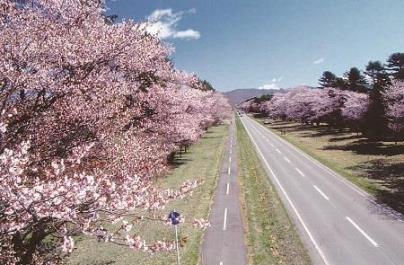 画像: 『直線道路に桜が立ち並ぶ圧巻の風景　静内二十間道路桜並木　約９０分滞在』【札幌北口出発】｜クラブツーリズム