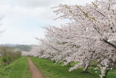 画像: 『戸田記念公園・手宮公園・余市川桜並木　桜咲く旧青山別邸「小樽貴賓館」で昼食』【札幌北口出発】｜クラブツーリズム