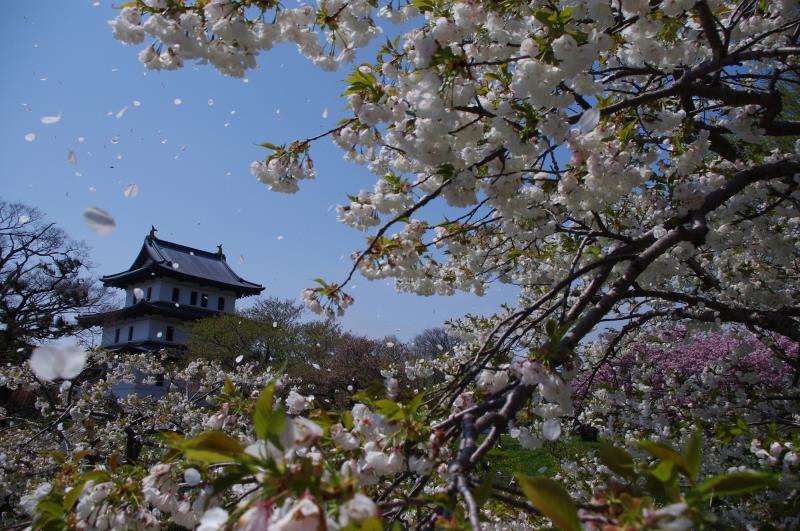 画像: 『函館・松前・江差・森　道南10の桜ハイライト2日間　／湯の川観光ホテル宿泊プラン』【札幌北口・真駒内出発】｜クラブツーリズム