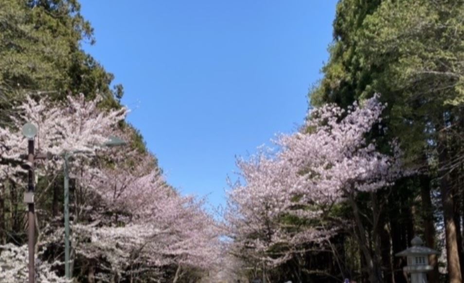 画像: 『桜・梅・水芭蕉・カタクリ・エゾエンゴサク　バスで効率よく！札幌近郊５つの花名所』【札幌北口出発】｜クラブツーリズム