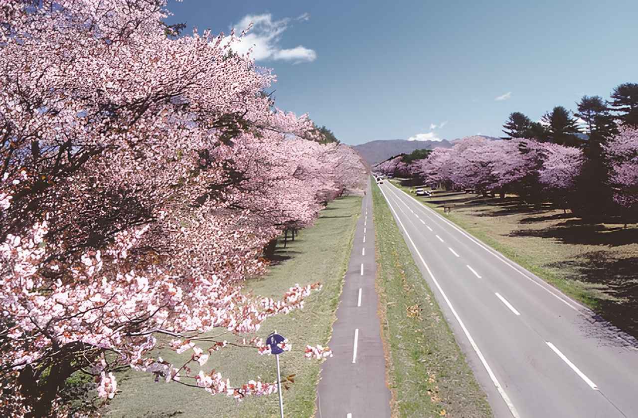 画像: 静内二十間道路（イメージ）※桜の見ごろは例年4月下旬～5月上旬