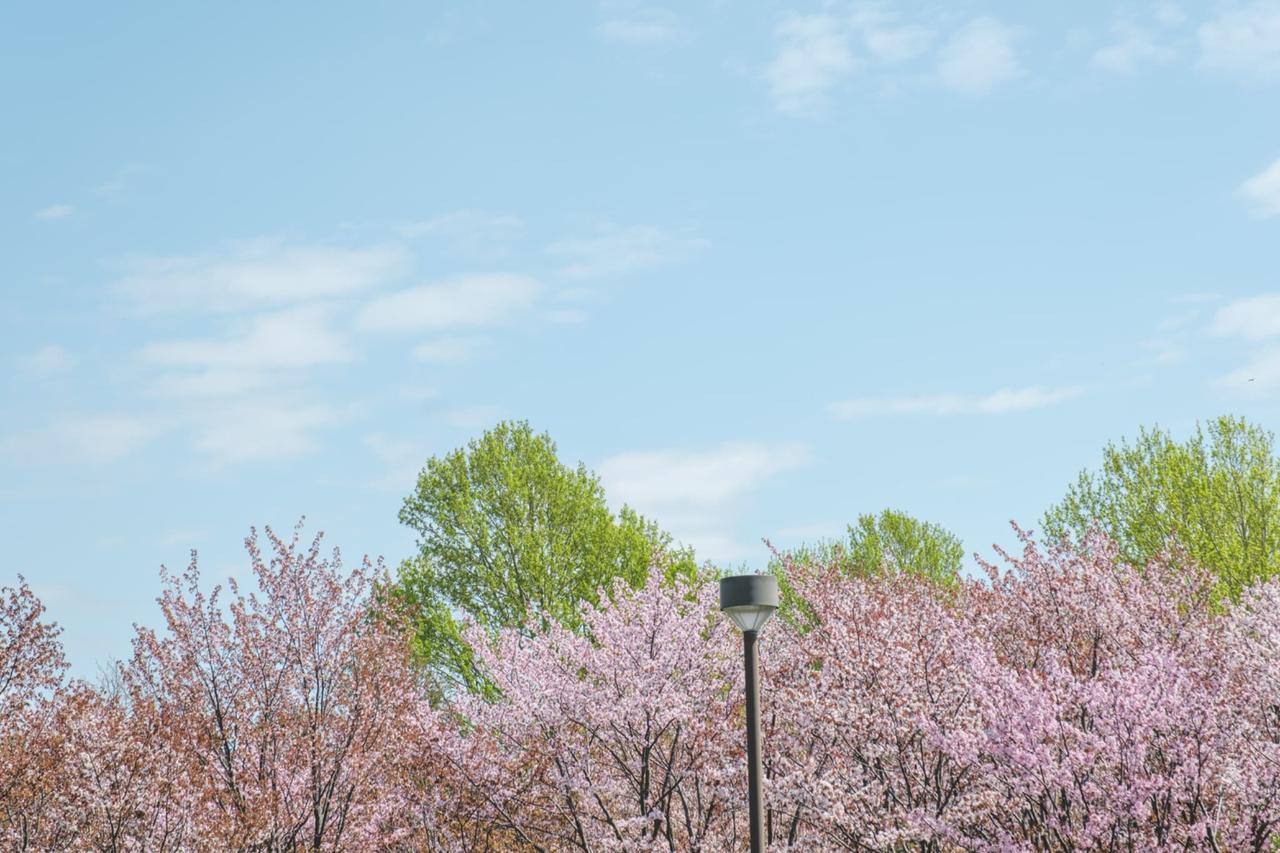 画像: 桜（イメージ）※桜の見頃は例年4月下旬～5月上旬