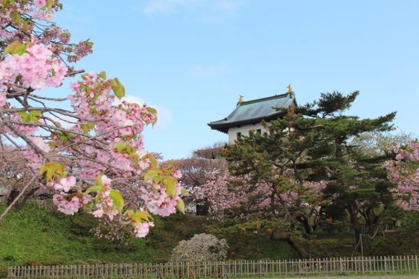 画像: 松前公園（イメージ）※桜の見頃は例年4月中旬～5月中旬
