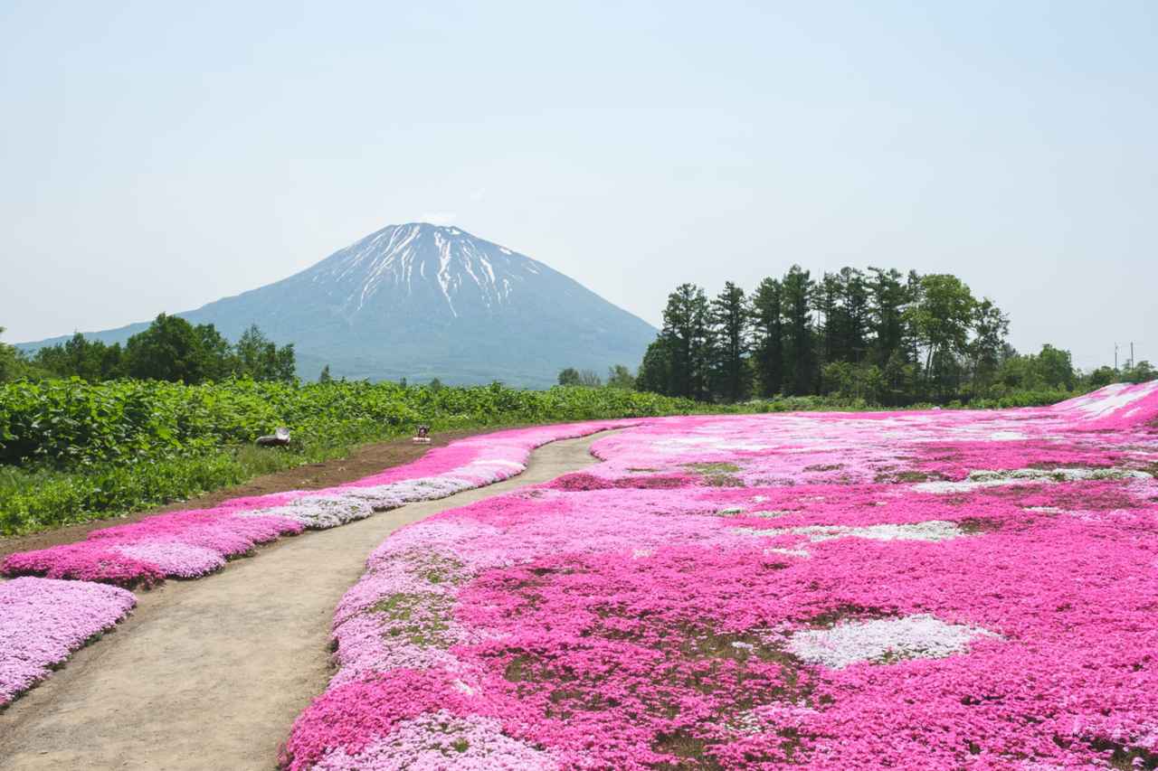 画像: 三島さんの芝桜（イメージ）※見頃は例年5月下旬～6月上旬