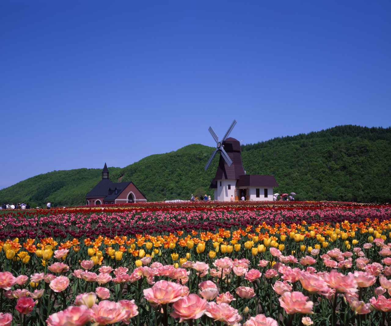 画像: かみゆうべつチューリップ公園（イメージ）※見頃は例年5月中旬～6月上旬