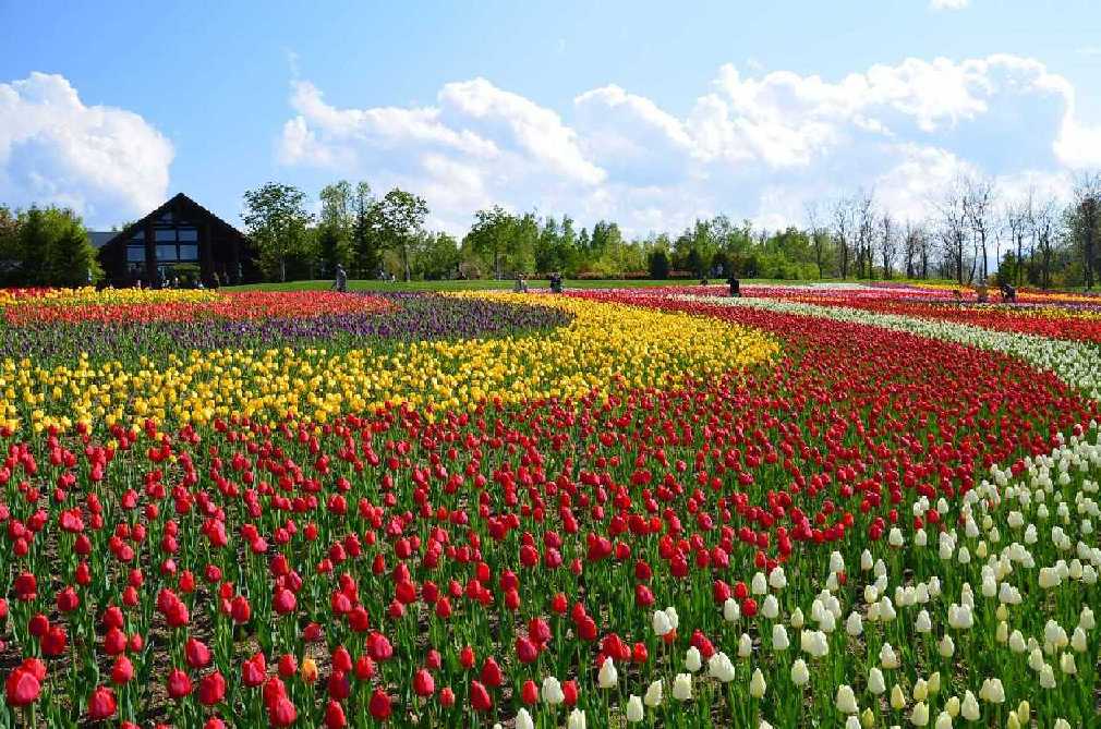 画像: 滝野すずらん丘陵公園（イメージ）※例年の花の見頃は5月中旬～6月上旬