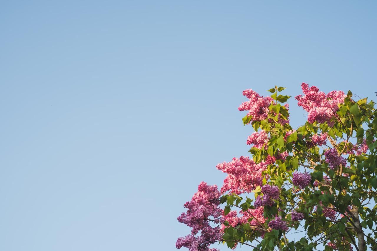 画像: ライラック（イメージ）※札幌市内の見頃は例年5月中旬〜6月上旬