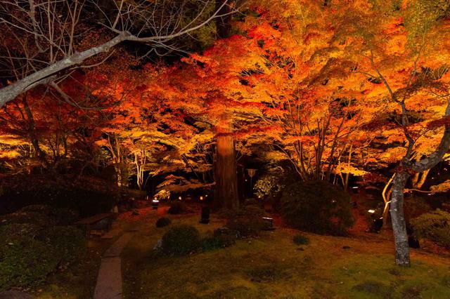 画像: 紅葉でライトアップされた松島円通院