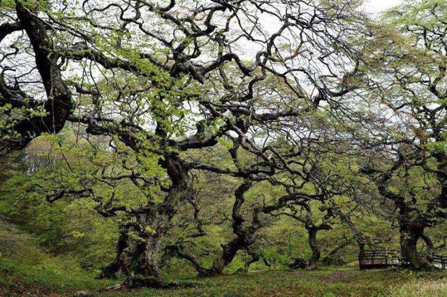 画像: 大朝のテングシネ 写真提供:広島県