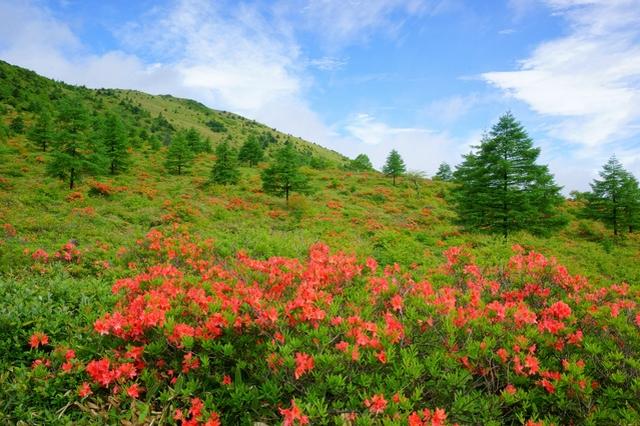 画像: 湯ノ丸山のレンゲツツジ(イメージ)