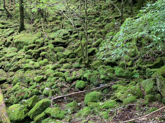 画像7: 九州百名山・「白岩山」と認定ガイド 同行でないと入山できない「津野岳」 2日間