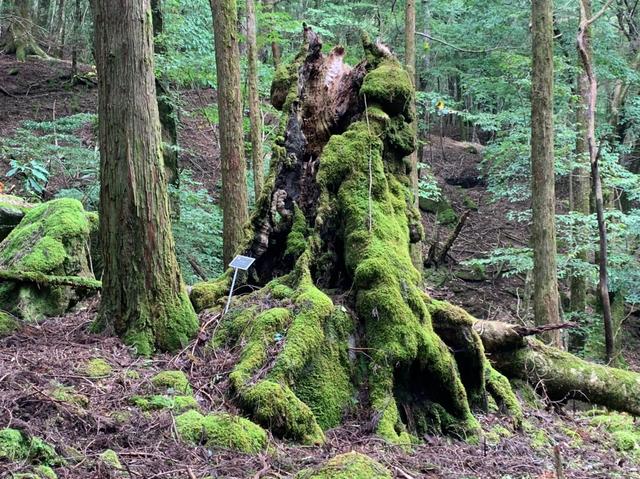 画像6: 九州百名山・「白岩山」と認定ガイド 同行でないと入山できない「津野岳」 2日間