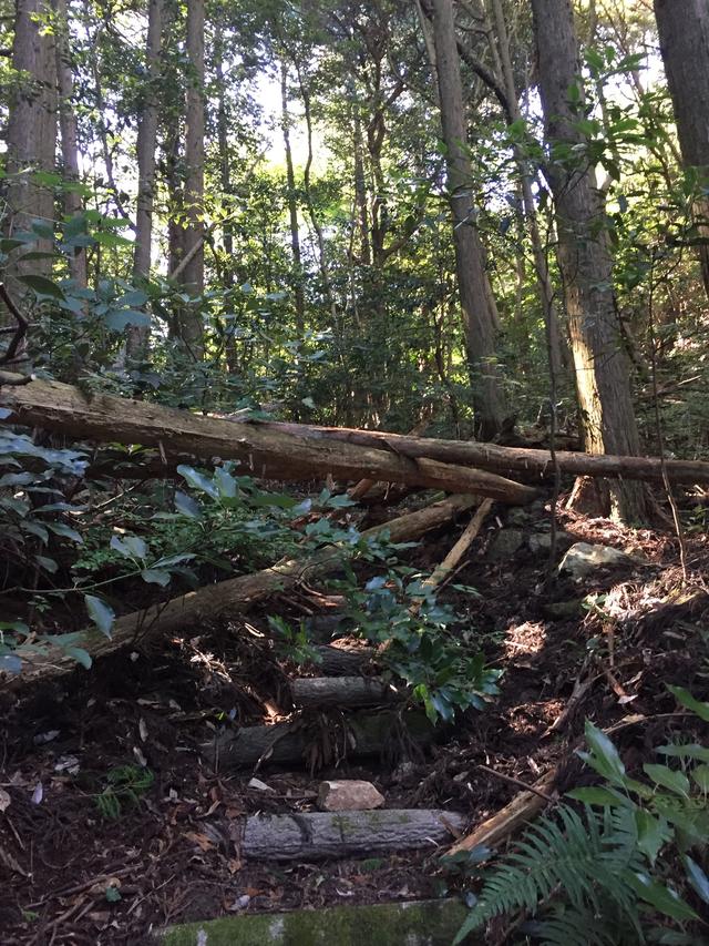 画像: 登山道を塞ぐ倒木。写真手前から簡単に迂回できます。(イメージ)