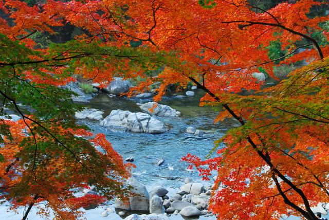 画像: 香嵐渓(紅葉の見頃は例年11月中旬~下旬)