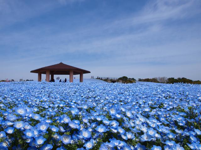 画像: 200万本のネモフィラが咲き誇ります(例年見頃は4月上旬~下旬/海の中道海浜公園提供/イメージ)