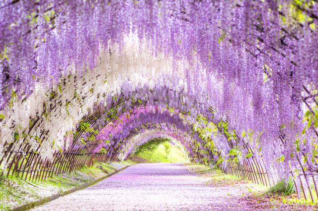 画像: 藤のトンネル(例年見頃は4月中旬~5月上旬/イメージ)