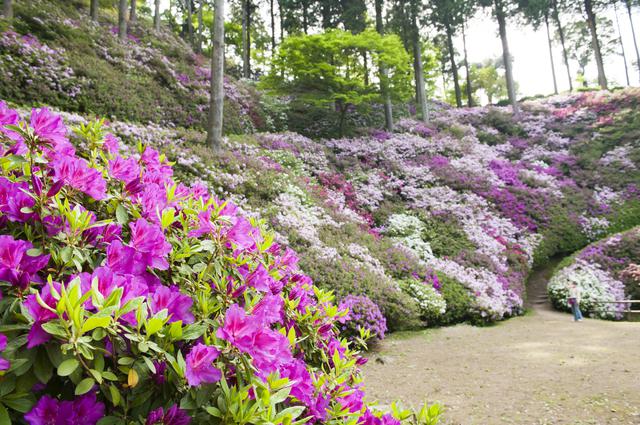 画像: 「一目一万本」のつつじをお楽しみください(例年見頃は4月下旬~5月上旬/イメージ)