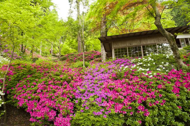 画像: 「つつじ寺」の鮮やかなつつじ(例年見頃は4月下旬~5月上旬/イメージ)