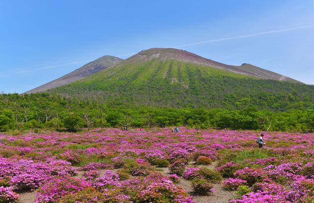 画像: ミヤマキリシマと霧島山(通常見頃は6月上旬/イメージ)