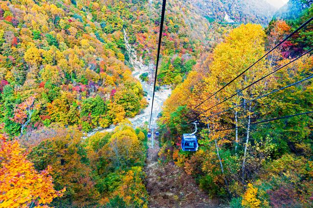 画像: なえばのドラゴンドラから眺める紅葉(例年三悪露は10月中旬~下旬)