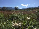 画像: 日高山脈を望む十勝千年の森の夏のガーデン