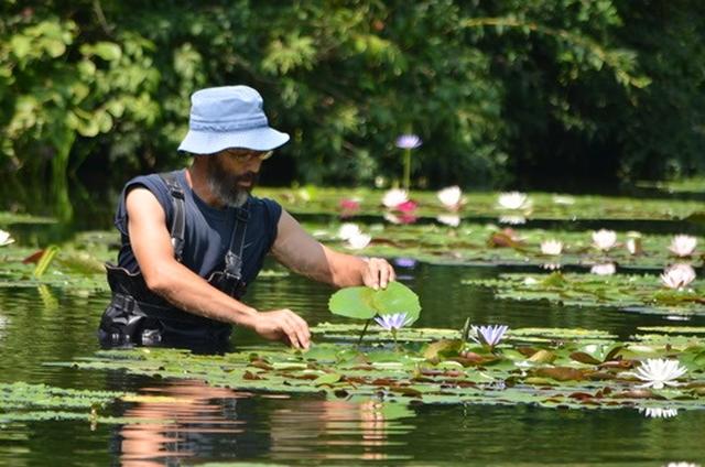 画像: 過去夏ごろの睡蓮の花の管理中の写真(写真借用:北川村 モネの庭マルモッタン)