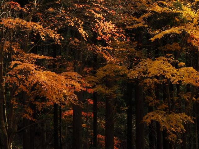 画像: 桐生川の紅葉(撮影/服部考規)