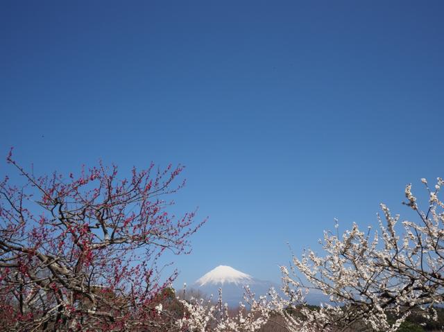 画像: 出発日:新宿/2月18日(月)・上野/2月20日(水)