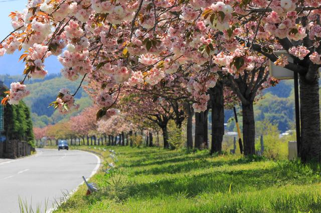 画像: 桜守・森田さんが植えた様々な種類の桜が連なる天竜峡八重桜街道