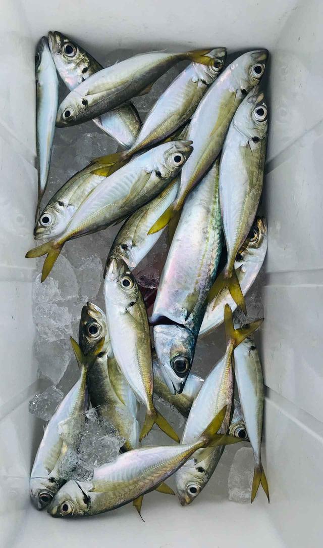 画像: 釣りたての魚をご賞味いただきます