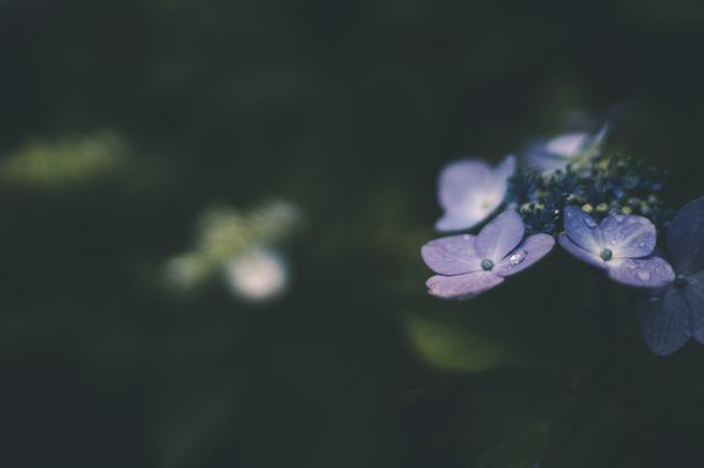 画像: クラブツーリズム 大平 撮影(SS 1/8000・F1.8・ISO 100) Lightroom 使用