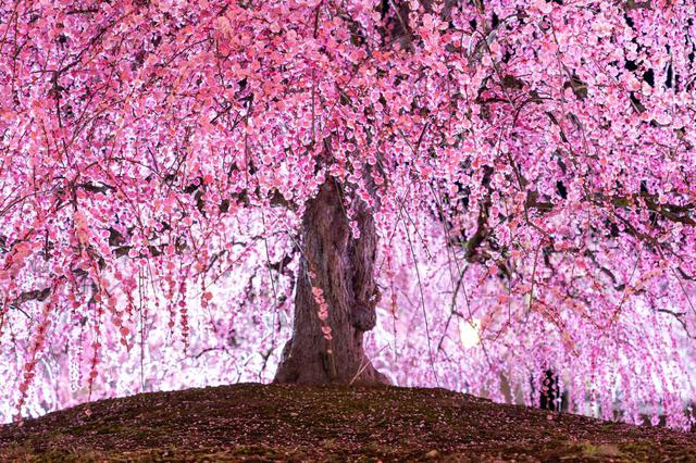 画像2: 鈴鹿の森庭園 ライトアップされたしだれ梅