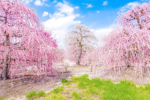 画像1: 鈴鹿の森庭園 しだれ梅