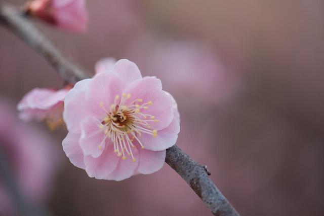 画像2: 鈴鹿の森庭園 しだれ梅