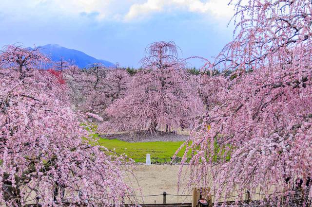 画像: 鈴鹿の森庭園のしだれ梅 見晴らし台より