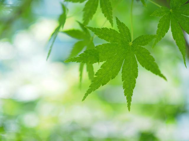 画像: OM-D E-M5 Mark Ⅲ M.ZUIKO DIGITAL 25mm F1.8