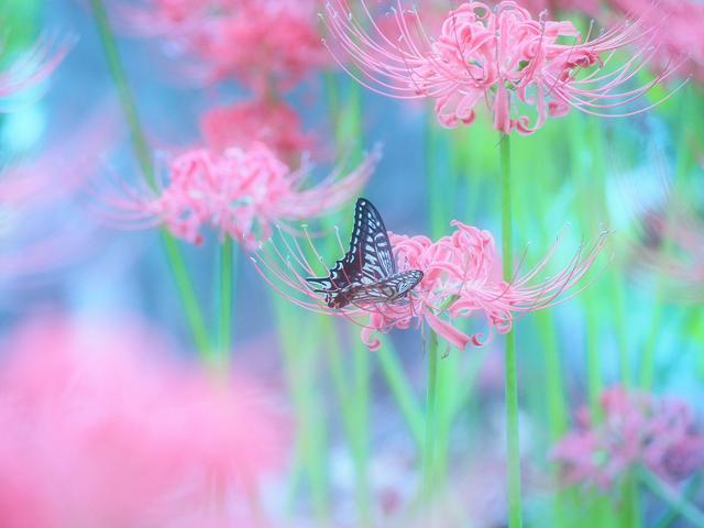 画像: ファンタジックフォーカス