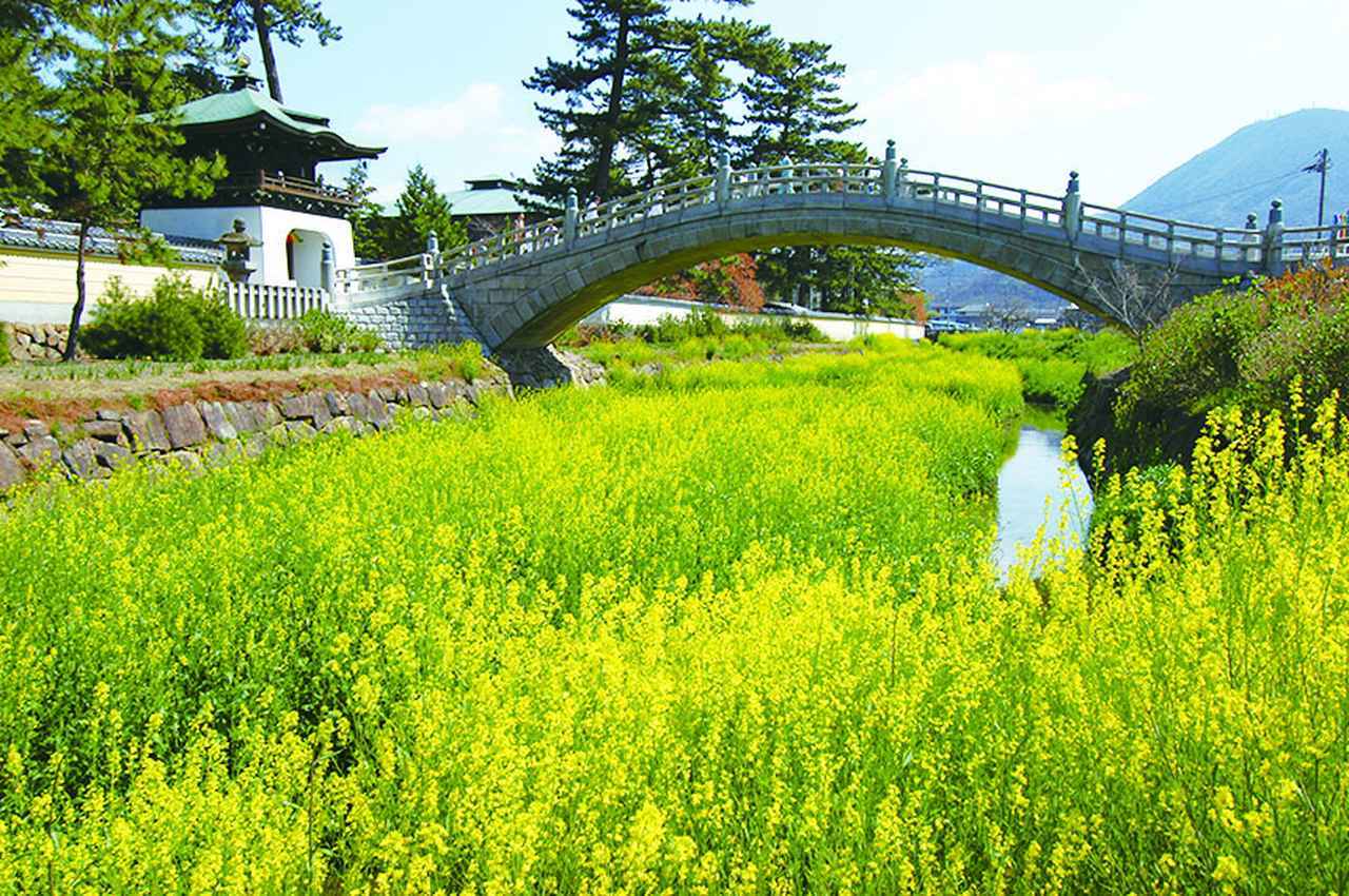 画像: 第75番・善通寺の菜の花（イメージ/花の見頃は例年３月中旬）