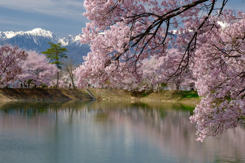 画像: 六道堤の桜（写真提供：マルミ光機）