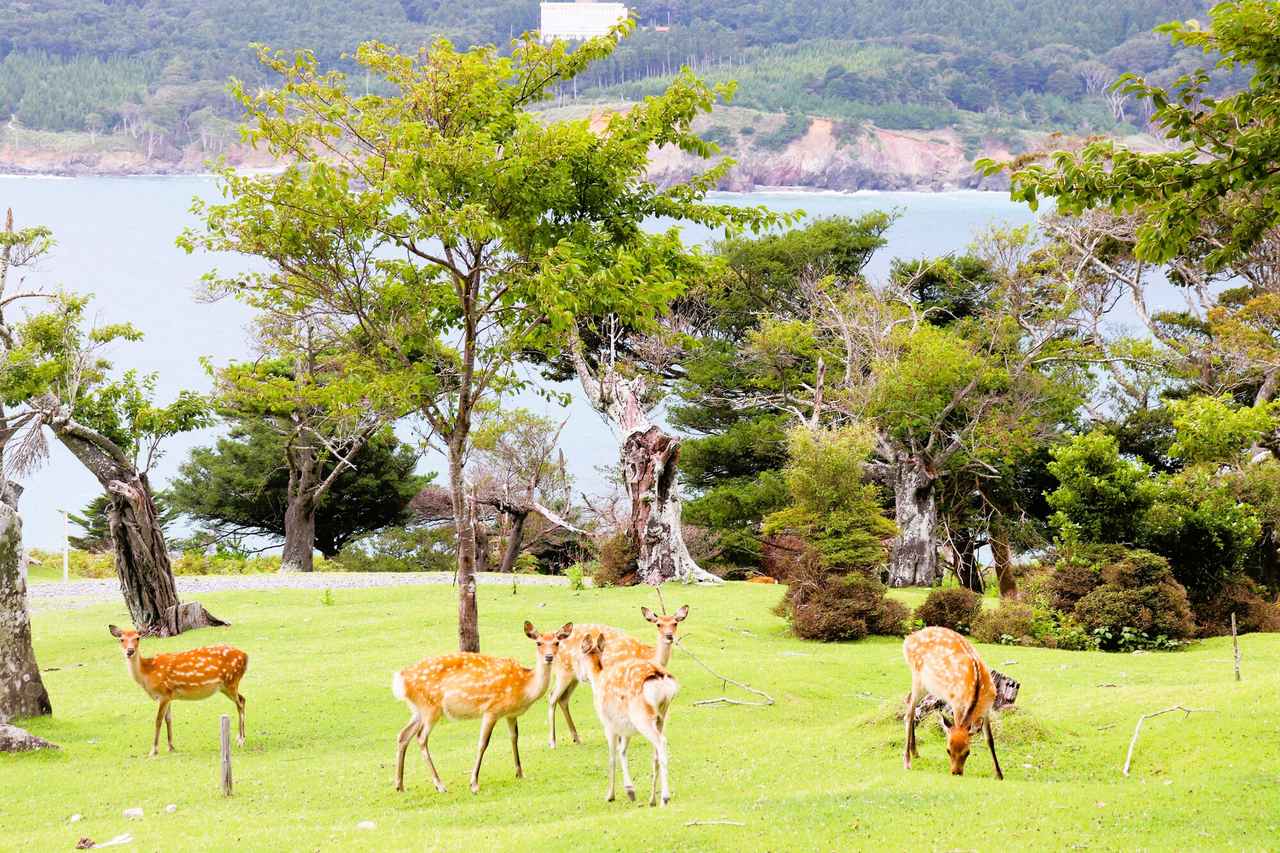 画像: 金華山のシカ（イメージ）
